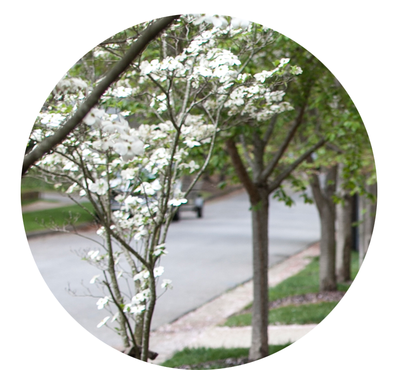 Dorothy Dowe for Greenville City Council